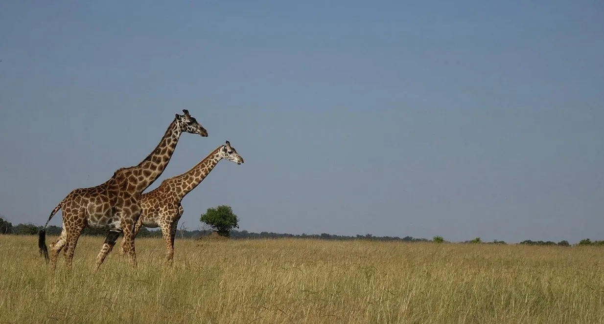 giraffe, africa, masai mara, masai mara, masai mara, masai mara, masai mara, masai mara