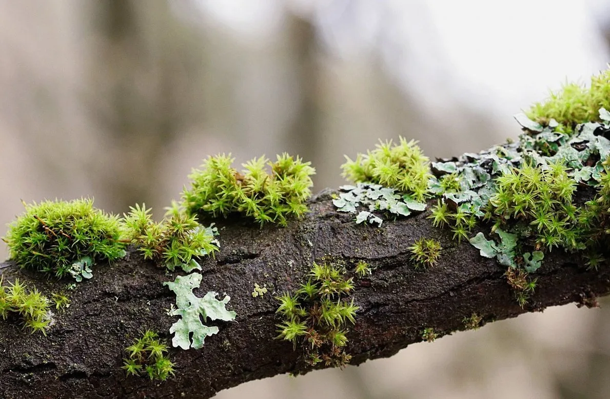 moss, branches, tree, nature, weave, green, forest, moss, moss, moss, moss, moss, nature, nature, nature