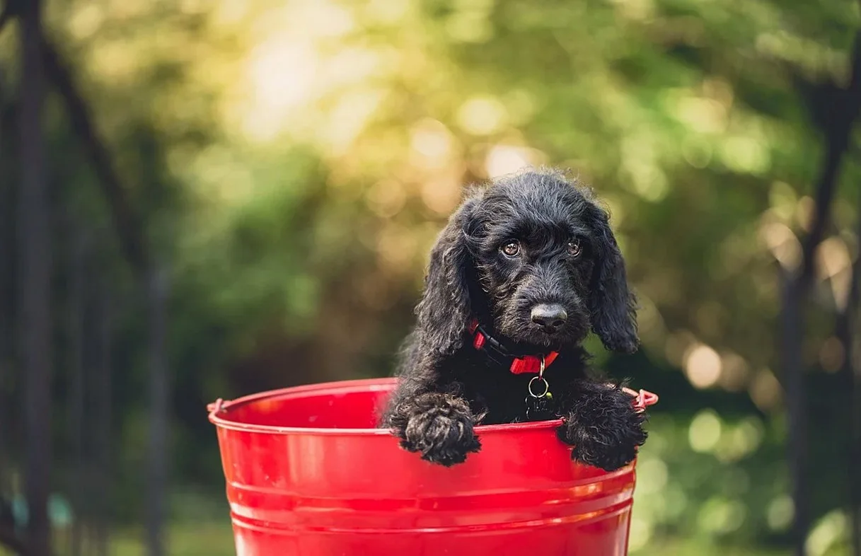 black dog, pet, bucket, red bucket, puppy, black puppy, adorable, dog, animal, nature, canine, domestic, domestic dog, p