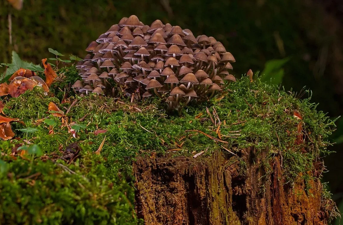 mushroom, fungus, toadstool, agaric, edible, growth, amanita, mushroom, mushroom, mushroom, mushroom, mushroom, fungus, 