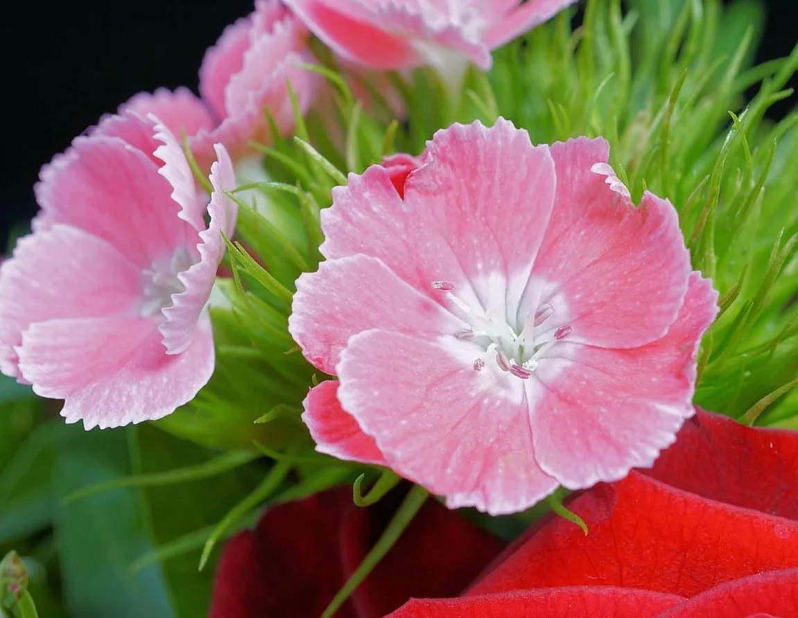 flower, blossom, bloom, nature, plant, floral, flowers, close up, florist, garden, summer, petal, leaf, pink, love, red,
