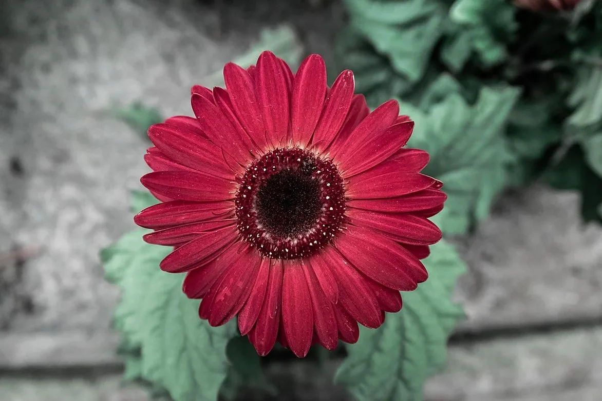 red, summer, nature, garden, spring, colorful, flower, decoration, single, fresh, bloom, flora, vase, season, flower wal