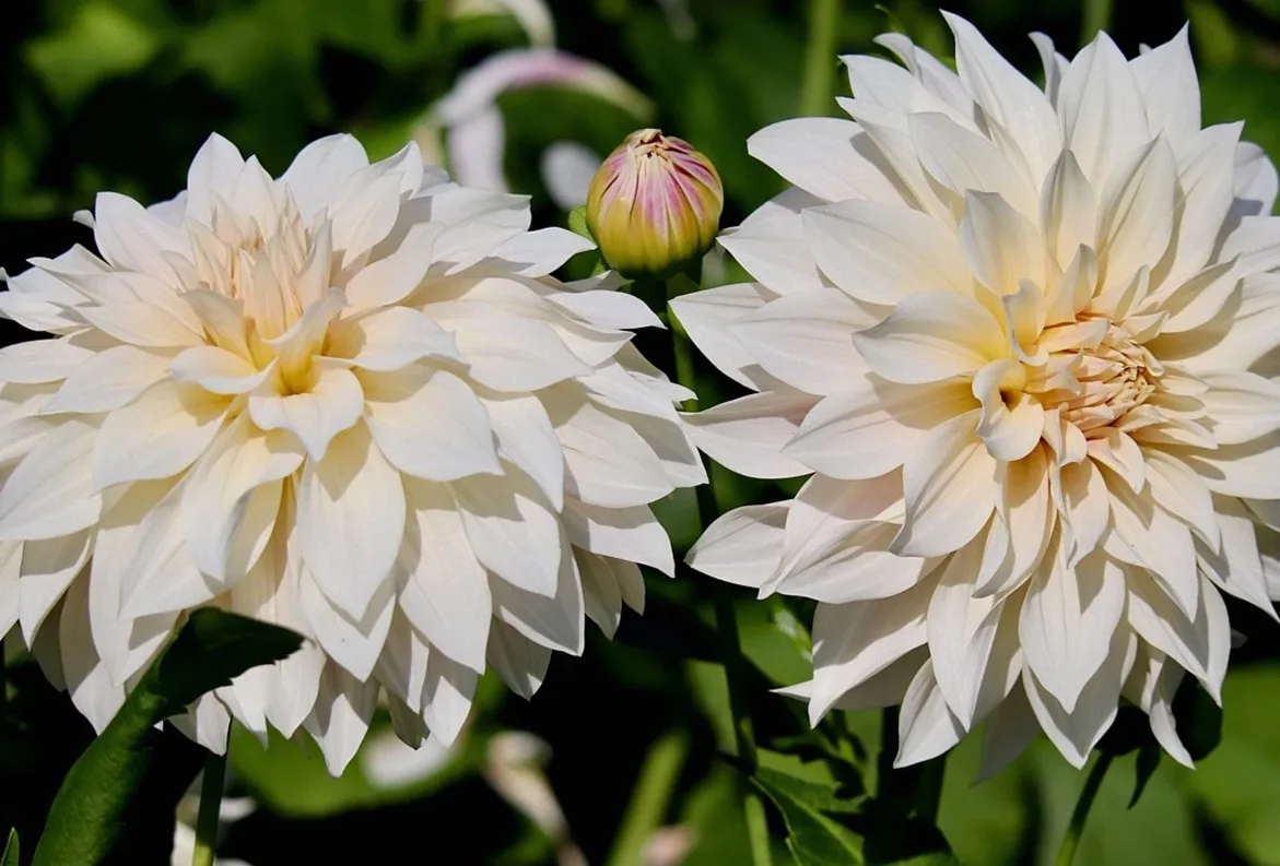 dahlias, beautiful flowers, flower background, dahlia flowers, cream colors, plants, bud, flower wallpaper, nature, peta