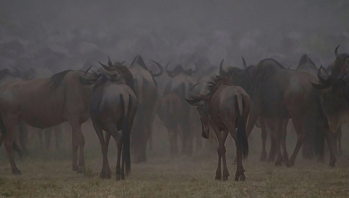 wildebeest, safari, africa, migration, kenya, masai mara, maasai mara, crowd, herd, wilderness, drought, dry, texture, n